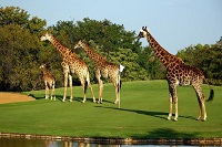 Leopard Creek