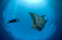 Manta diving