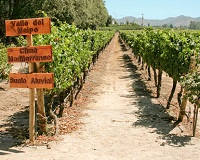 chile wine-tours