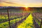 napa