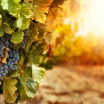 wine